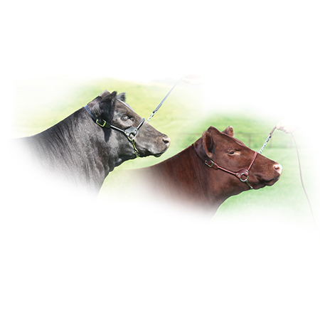 Custom Livestock Stock Show Steel Can Koozie – Livestock & Co.