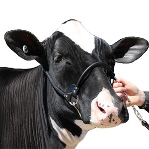 Cattle Bovine Adjustable Burnt Ends Halter with Rope Lead Black 10 Ft on Animal 
