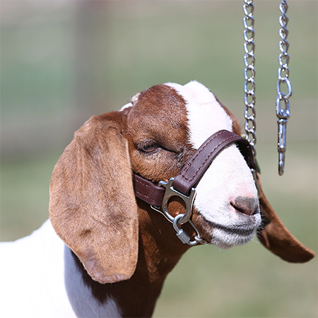 3,Halters for goats Boer Llama Sheep 