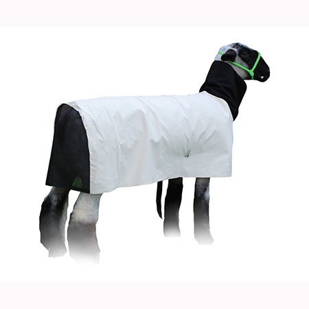 COTTON DUCK LAMB BLANKET