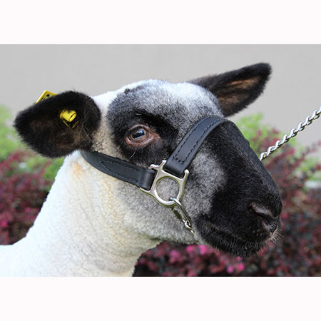 Sheep Lamb and Goat Adjustable Halter with snap Lead black w/multi Showing Sheep 