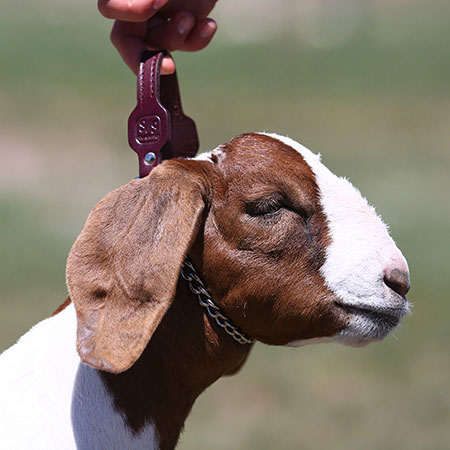Leather goat best sale collar