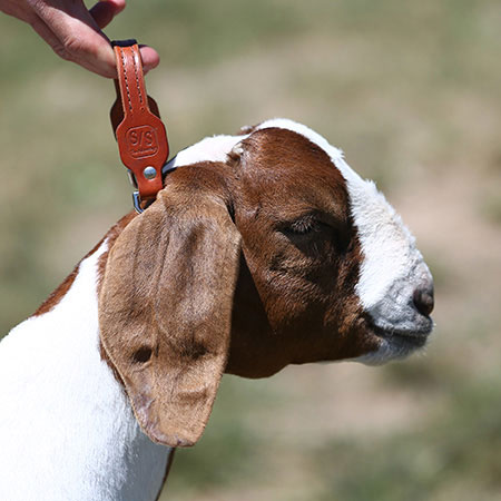 Weaver Leather White Plastic Goat Chain - Medium