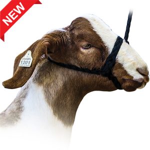 Sullivans Show Goat Chain Collar with Neon Pink Grip 