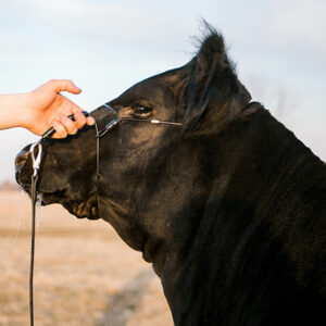 Phantom Cattle Cable Halter w/Ghost Grip