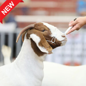 Pronged deals goat collar