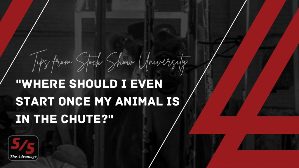 Where Should I Even Start Once My Animal Is In The Chute? | Tips From Stock Show University® 1 Tips from ssu chute