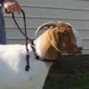 Goat Neck Tie