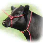 thumbnail image 2 of Slide Ring Rope Halter - Zero-drag Form, Big Discounts Available Now 2 of 13