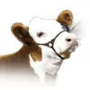 Incognito Show Halter - Image 2