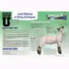Starter Pack - Sheep - Image 3