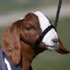 Soft Braid Sheep/Goat Halter - Image 4