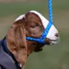 Soft Braid Sheep/Goat Halter - Image 2