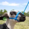 Soft Braid Sheep/Goat Halter - Image 5