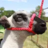 Soft Braid Sheep/Goat Halter - Image 3
