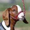 Soft Braid Sheep/Goat Halter