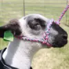 Soft Braid Sheep/Goat Halter - Image 6