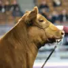 Cattle Stronghold Cable Halter - Image 3
