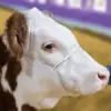 Cattle Stronghold Cable Halter - Image 6