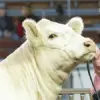 Cattle Stronghold Cable Halter - Image 5