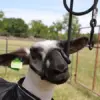 Starter Pack - Sheep - Image 2