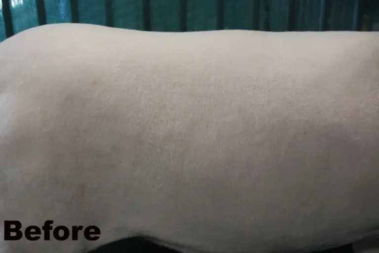 Sugar coat, 32oz - image 2