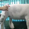 Sugar Coat, 32oz - Image 3