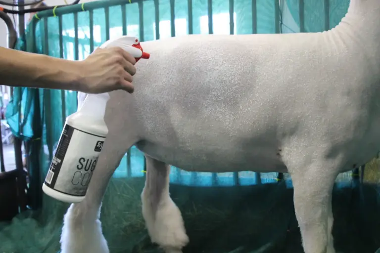 Sugar coat, 32oz - image 3