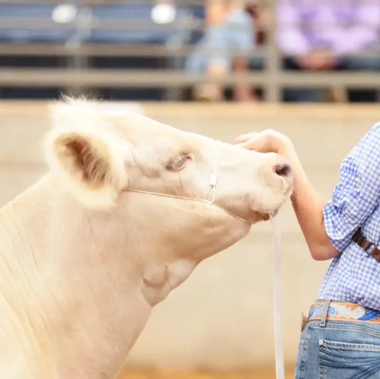 Phantom cattle cable halter w/ghost grip - image 3
