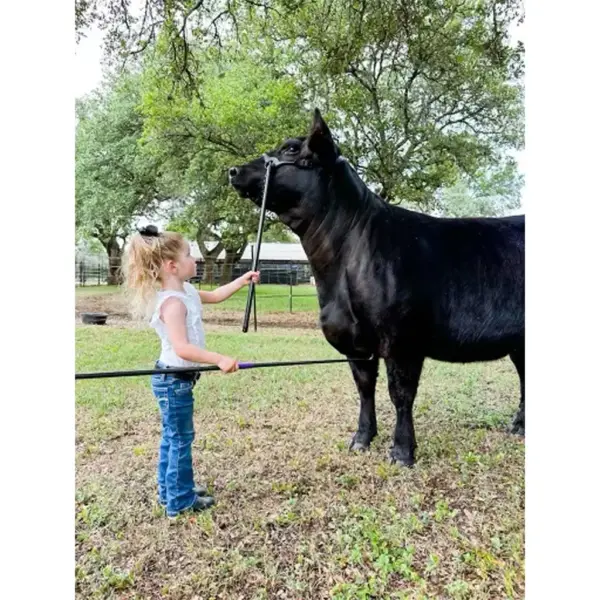 Heads up show lead