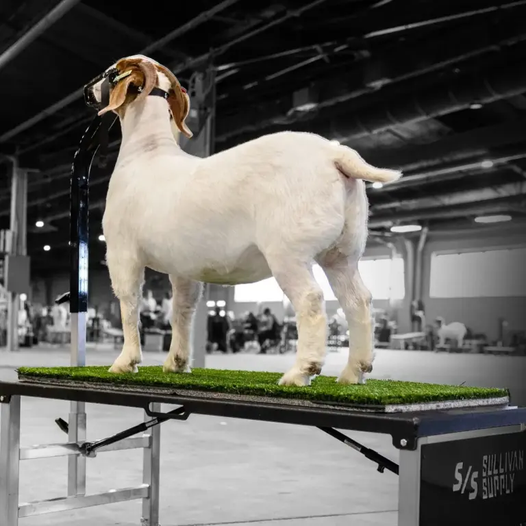 Showflex turf - shearing stand - image 2