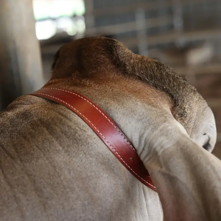Sullivan's heritage show halter - image 5