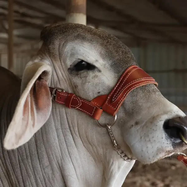 Sullivan's heritage show halter