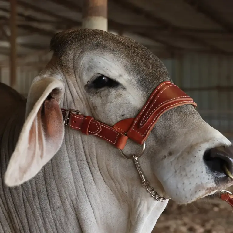 Sullivan's heritage show halter - image 4