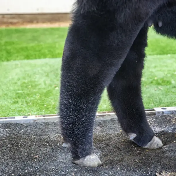 Tail adhesive™