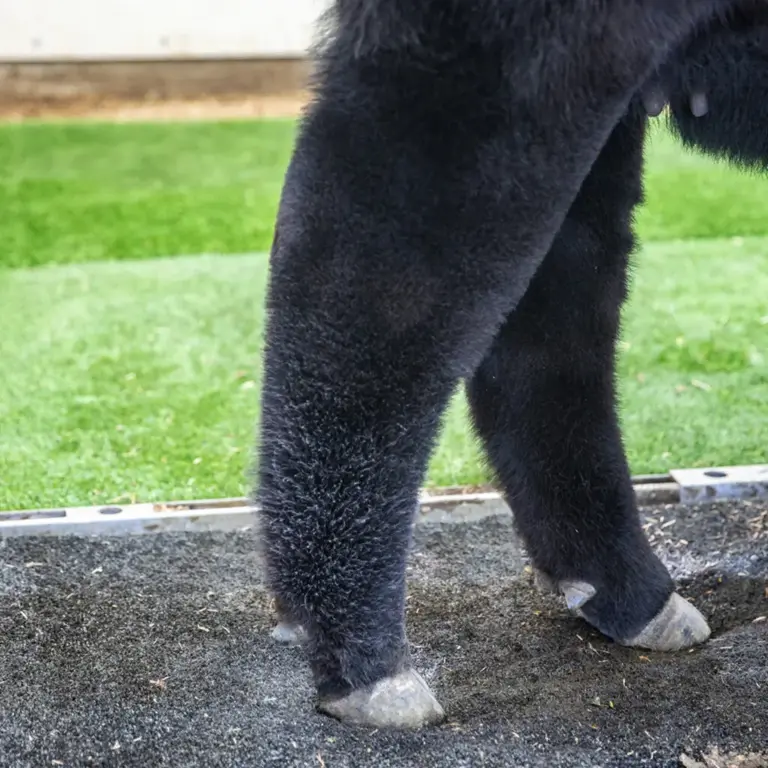 Tail adhesive™ - image 3