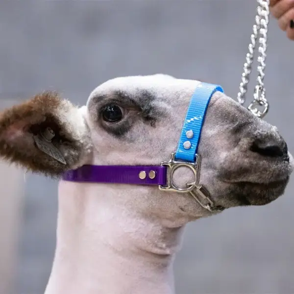 Next Level Chain Halter
