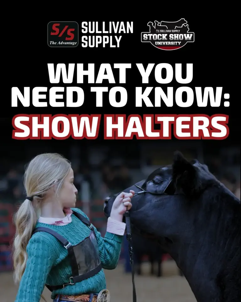what you need to know showhalters (1)